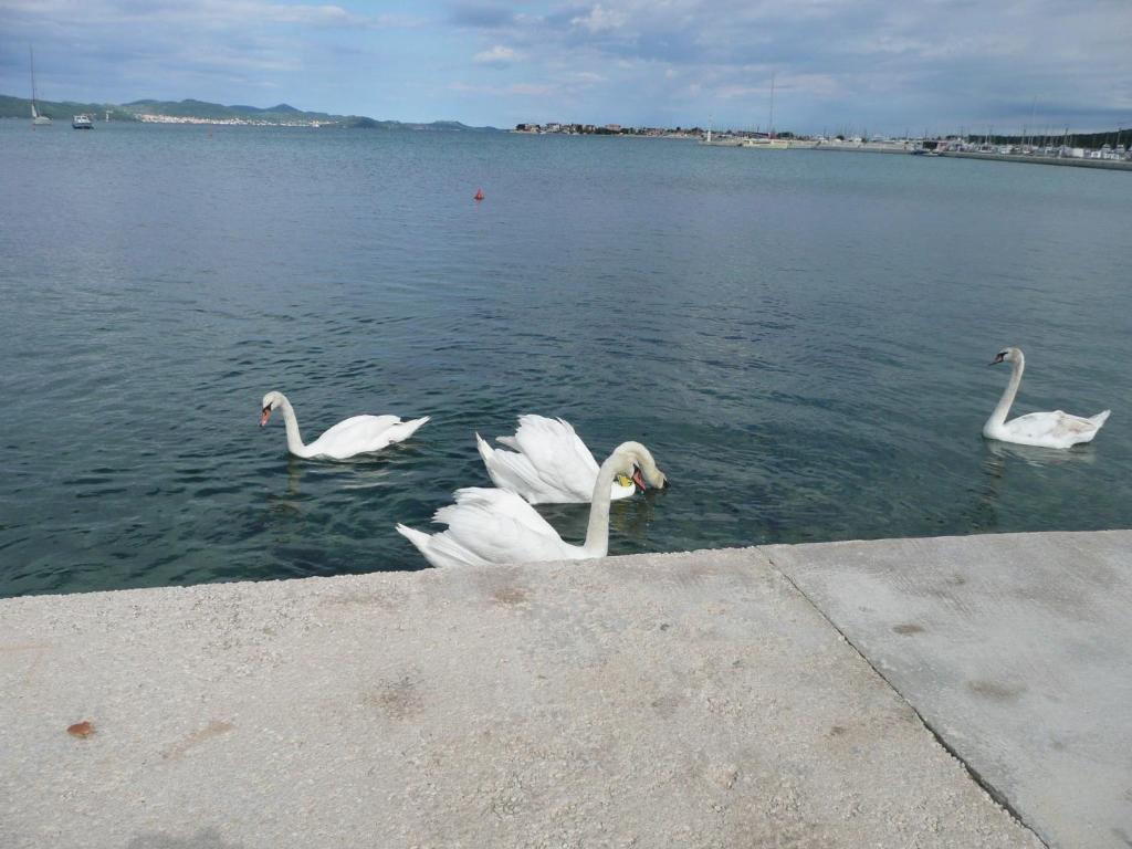 Renjak * Sukošan